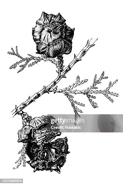 cupressus sempervirens (cypresse) ,mediterranean cypress - evergreen forest stock illustrations