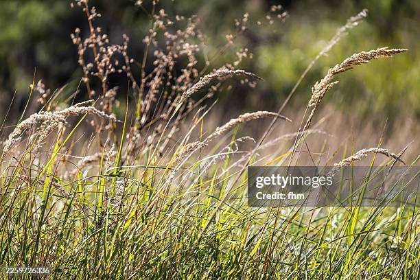summer meadow - plante herbacée photos et images de collection