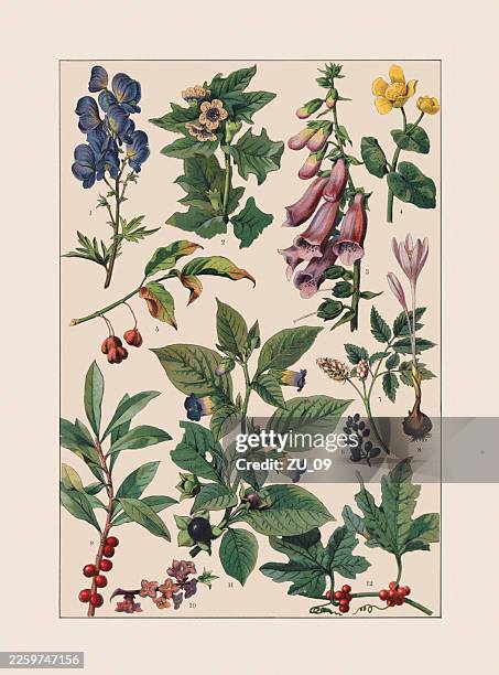 stockillustraties, clipart, cartoons en iconen met poisonous plants, chromolithograph, published ca. 1890 - gewone dotterbloem