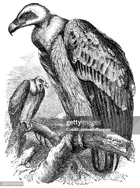 eurasian griffon vulture birds (gyps fulvus) - 19th century - eurasian griffon vulture stock illustrations