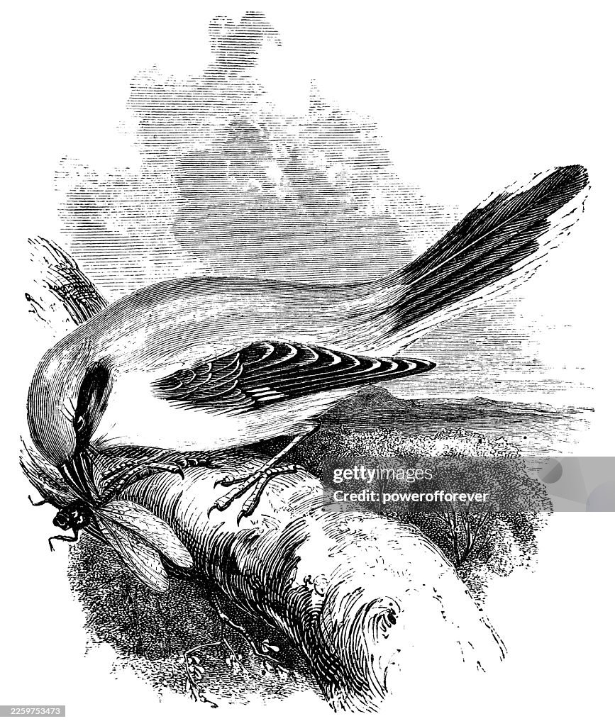 Great Grey Shrike Bird (Lanius Excubitor) - 19th Century
