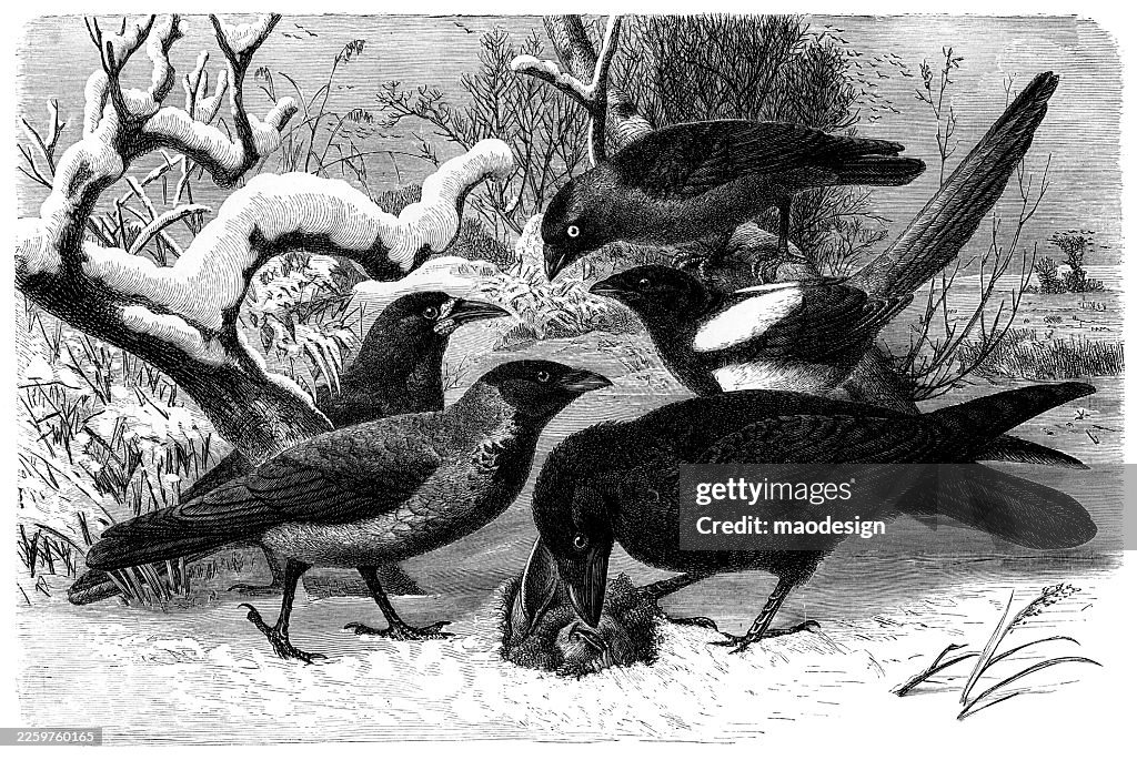 Eurasian Magpie (Pica pica), Antique Ornithological Engraving (1890)