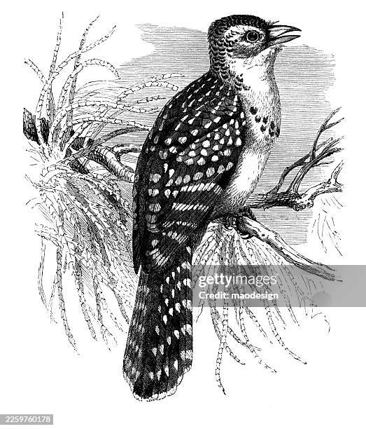 spotted woodpecker (dendrocopos major), antique ornithological engraving (1890) - great spotted woodpecker stock illustrations