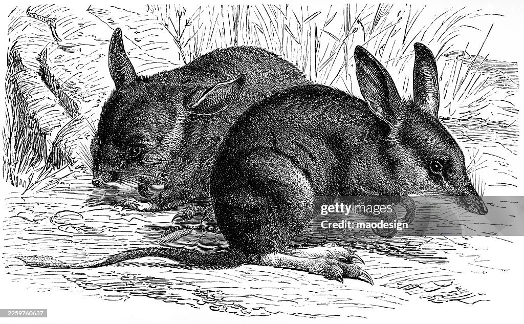 Orycteropus afer — Orycteropus afer — Coppia di riposo (incisione di storia naturale del 1890)