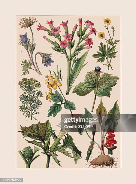 useful, poisonous and medicinal plants, chromolithograph, published ca. 1890 - pulsatilla stock illustrations