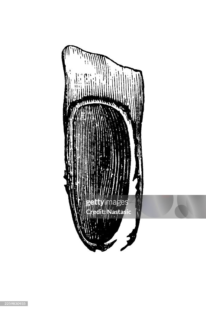 Pinus Pinea (Pinie) hard-shelled seed (pine nut)