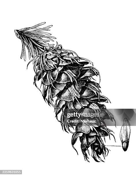 cone of the douglas fir (pseudotsuga menziesii) - douglas fir stock illustrations