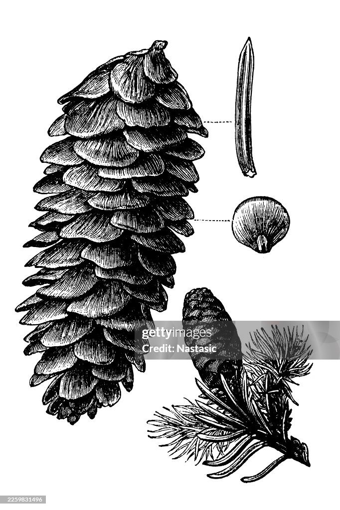 Picea alba (Abete bianco americano)