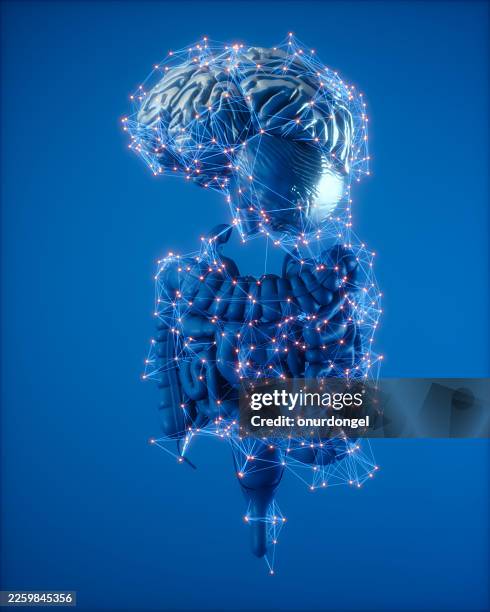 neural connectivity between brain and digestive system - sistema nervoso humano imagens e fotografias de stock