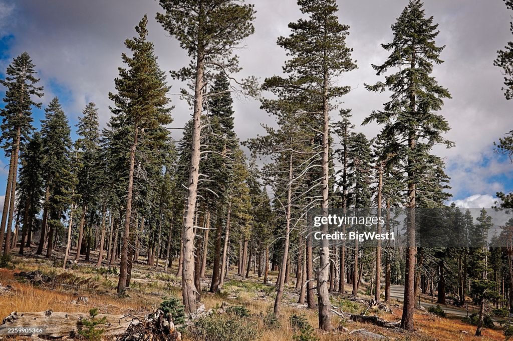 Forest View