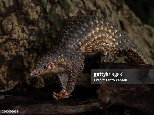 pangolin - pangolin stock pictures, royalty-free photos & images