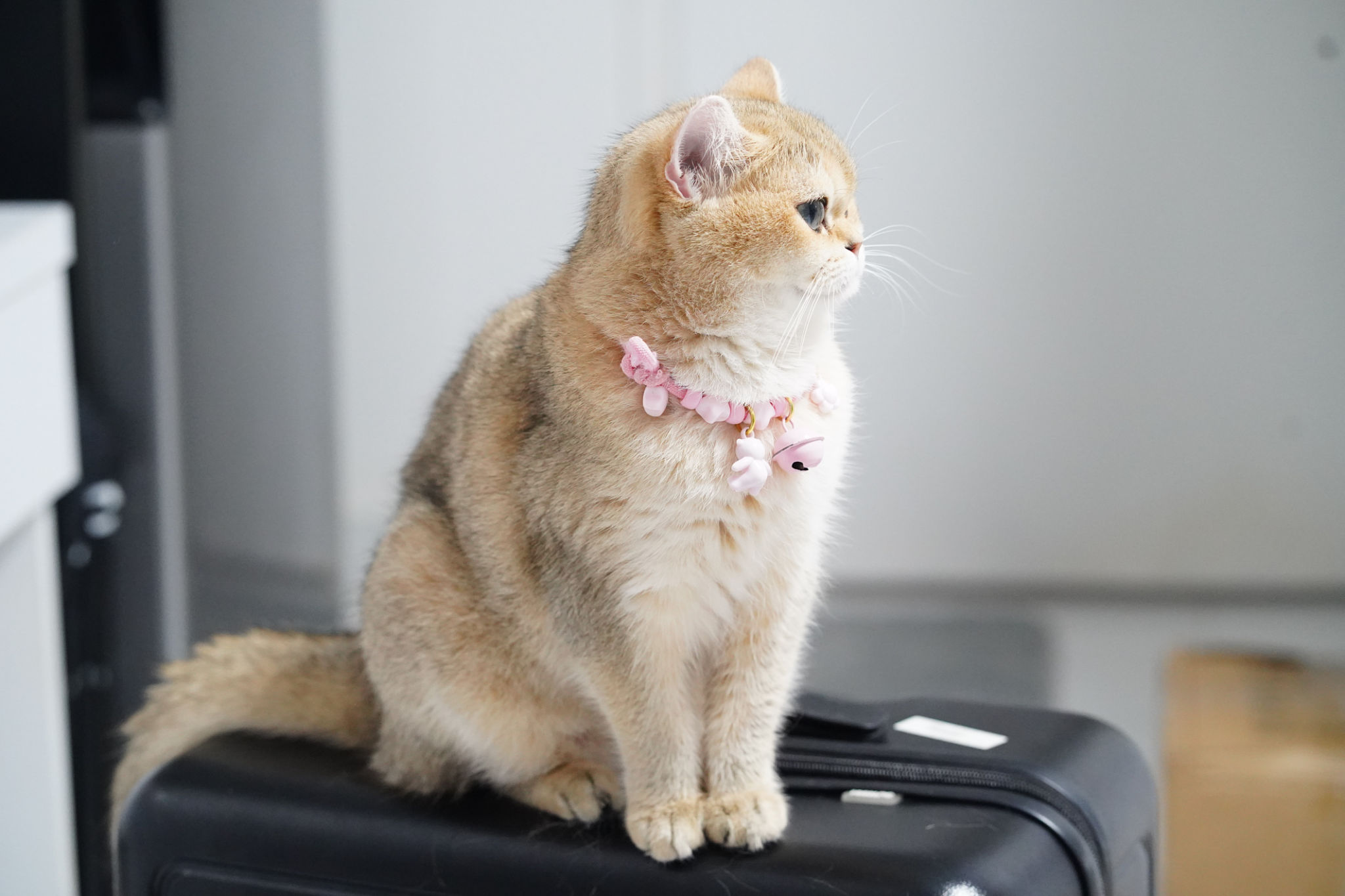 pet travel essentials