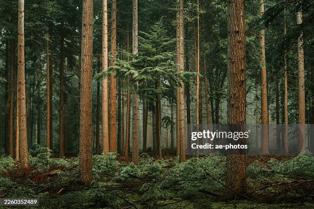 bosque con abetos de douglas en la niebla - tronco fotografías e imágenes de stock