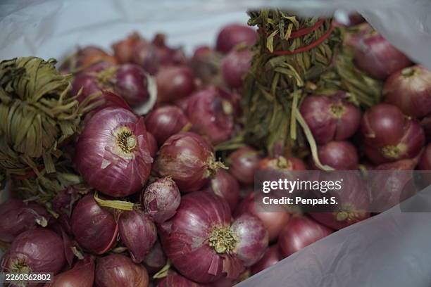 allium ascalonicum, amaryllidaceae dry vegetable - lily family stock pictures, royalty-free photos & images