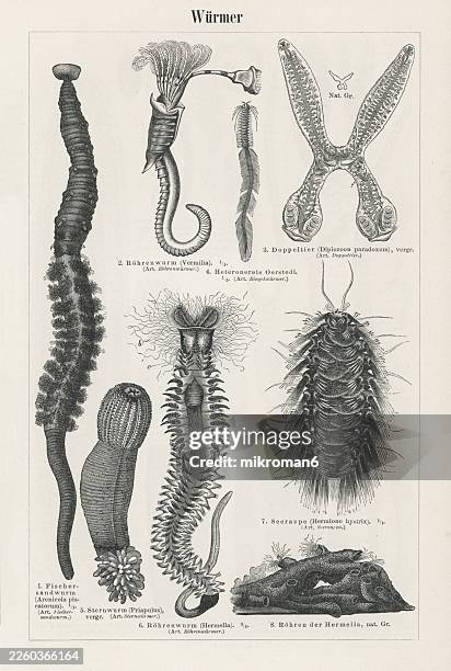 Pinworm Head Wing 151 Pinworm Stock Photos, High-Res Pictures, and Images - Getty Images