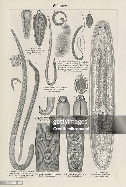 Pin Worms Examples 162 Images Of Pinworms Stock Photos, High-Res Pictures, and Images ...