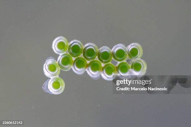 frog eggs developing in water (anura) - frog life cycle stock pictures, royalty-free photos & images