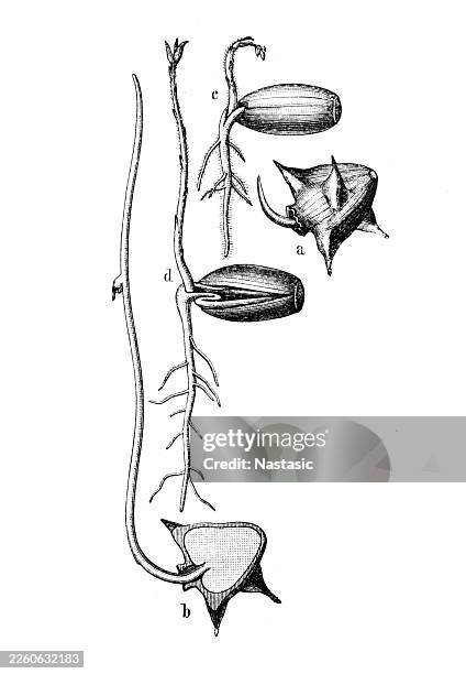 special forms of germination - custard stock illustrations