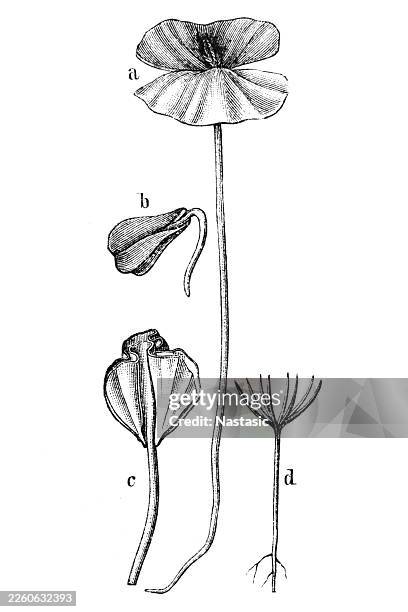 germination of dicotyledons and gymnosperms - custard stock illustrations