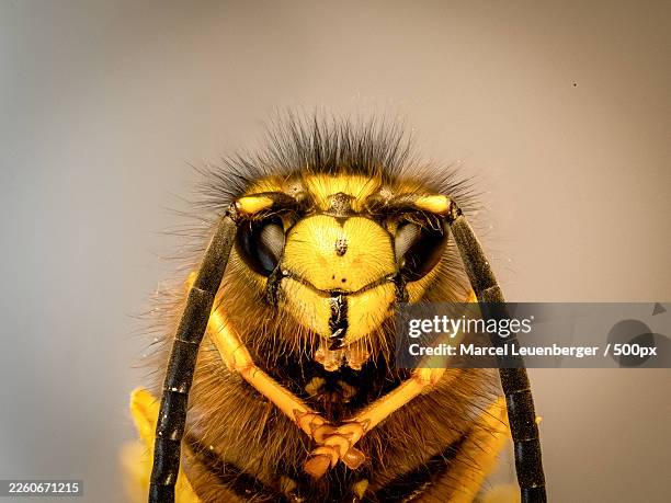 extreme close-up of a bees face, showcasing its intricate eyes and fuzzy texture - invertebrate stock pictures, royalty-free photos & images