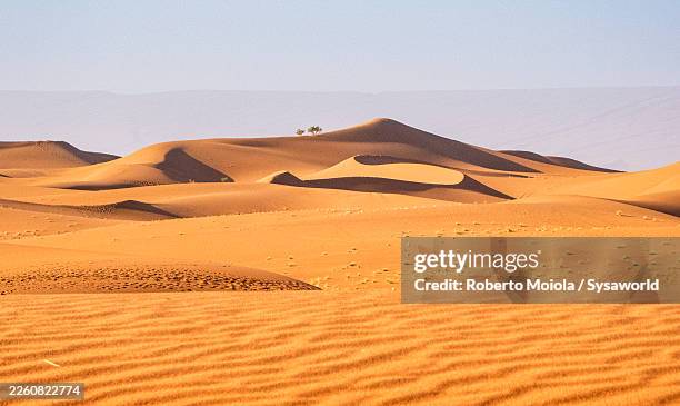 rippled golden sand with desert shrubs - sahara desert stock pictures, royalty-free photos & images