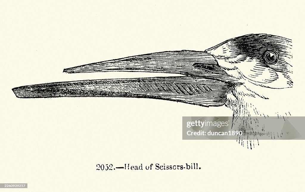 Scissor bill bird, black skimmer (Rynchops niger) is a tern-like seabird 19th Century Vintage illustration