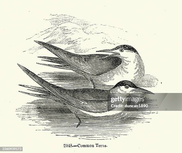 illustrazioni stock, clip art, cartoni animati e icone di tendenza di la sterna comune (sterna hirundo) è un uccello marino appartenente alla famiglia laridae, illustrazione vintage del xix secolo - sterna comune