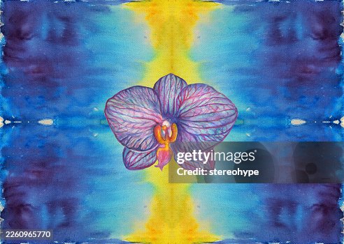 Orchid Orchid