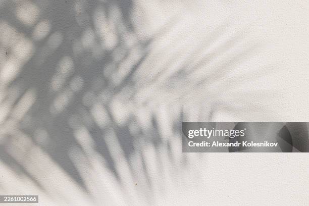 palm leaf shadows creating abstract pattern on white wall - shadow overlay stock pictures, royalty-free photos & images