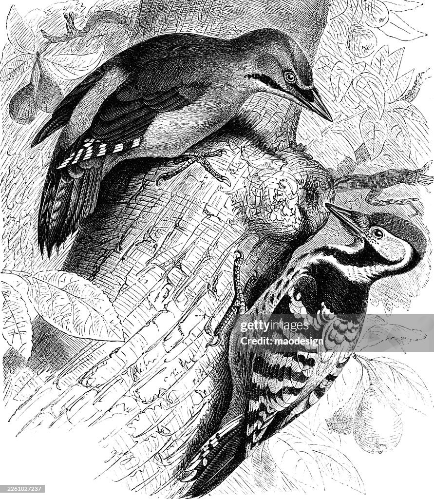 Great Spotted Woodpecker (Dendrocopos major) with Eurasian Nuthatch (Sitta europaea) — 1890 Nature Illustration