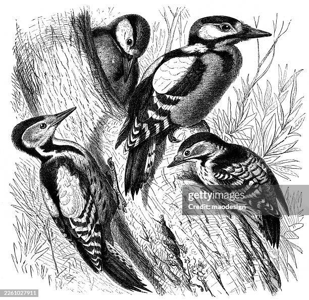 great spotted woodpecker (dendrocopos major), 1890 - great spotted woodpecker stock illustrations