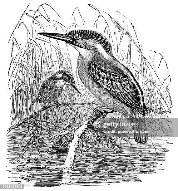 common kingfisher birds (alcedo atthis) - 19th century - common kingfisher stock illustrations