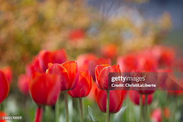 tulips in spring, soft focus - soft focus stock pictures, royalty-free photos & images