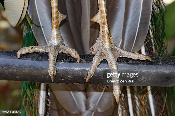 close up of peacock feet as bird perches on a metal rail - claw stock pictures, royalty-free photos & images