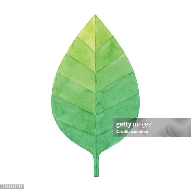 watercolor green leaf with veins vector isolated on white background - symmetry stock illustrations