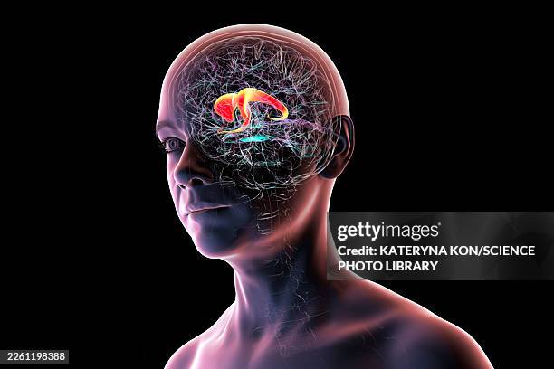 caudate nucleus in human brain, illustration - dopamine stock illustrations