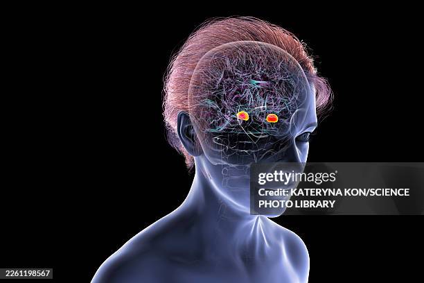 amygdala in human brain, illustration - neuropsychology stock illustrations