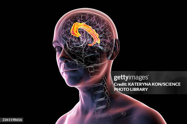 brain highlighting cingulate gyrus, illustration - obsessive compulsive stock illustrations