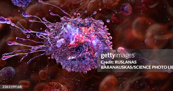 Macrophage attacking bacterium, illustration Macrophage attacking bacterium, illustration