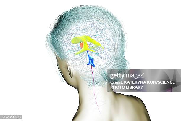 brain with highlighted ventricles, illustration - lateral flow test stock illustrations