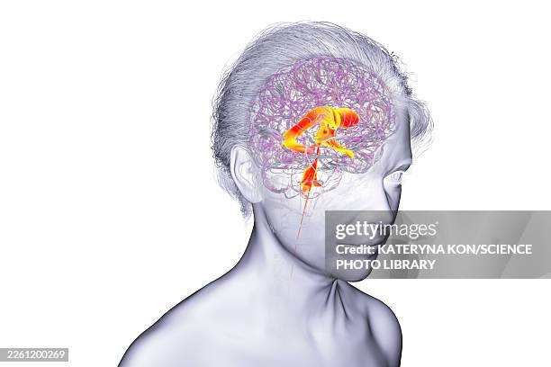 ventricular system of brain, illustration - lateral flow test stock illustrations