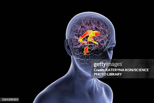 ventricular system of brain, illustration - lateral flow test stock illustrations