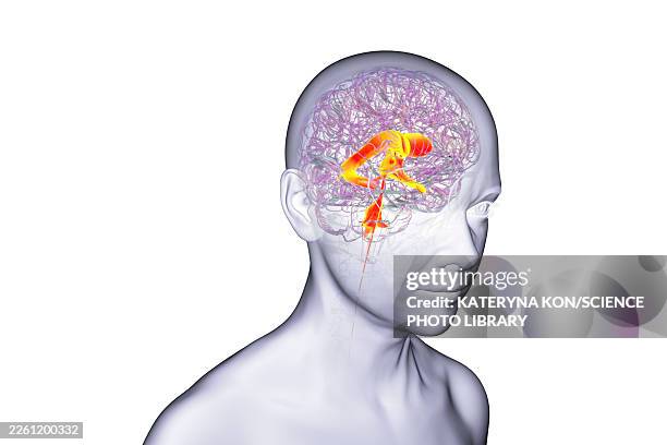 ventricular system of brain, illustration - lateral flow test stock illustrations