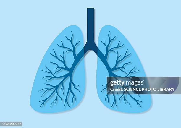 lungs, illustration - lung stock illustrations