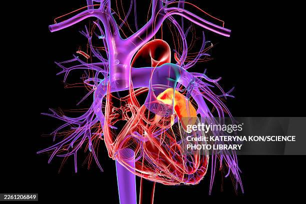 left atrial auricle, illustration - building atrium stock illustrations