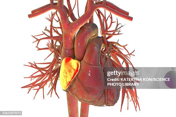 right atrial auricle, illustration - building atrium stock illustrations