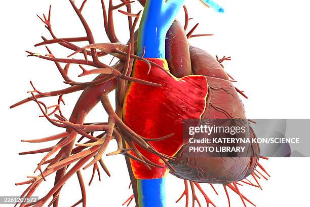 right atrium and venae cavae, illustration - building atrium stock illustrations