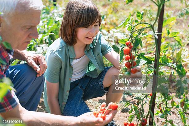 summer garden harvest with fresh produce - organic farm stock pictures, royalty-free photos & images