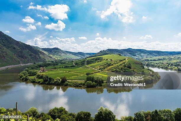 moselle loop at bremm with vineyards and river in rhineland palatinate - rheinland pfalz stock-fotos und bilder