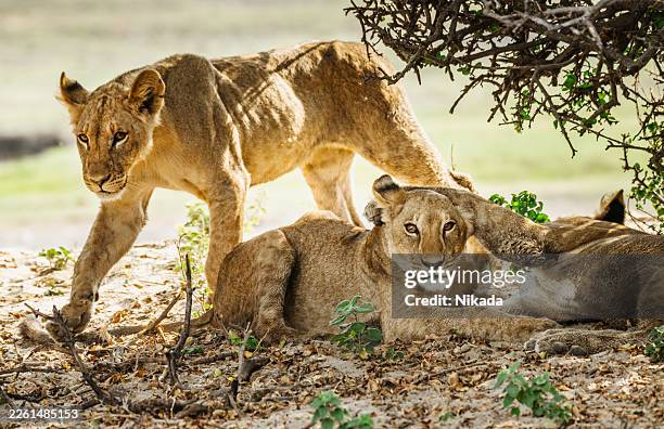 lions resting under tree in chobe national park, botswana - chobe national park stock pictures, royalty-free photos & images